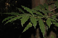 Ardisia pauciflora